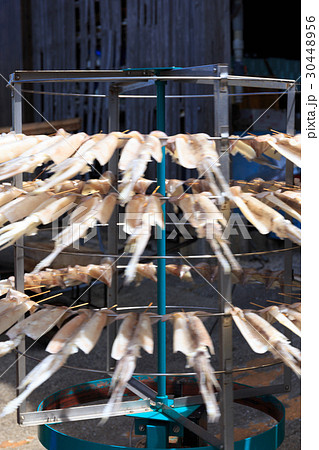 特産品 佐賀県呼子町 イカの一夜干し 特産品 佐賀県呼子町 イカの一夜干し 30448956