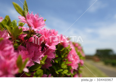 つつじ 30448967