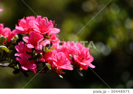 つつじ つつじ 30448975