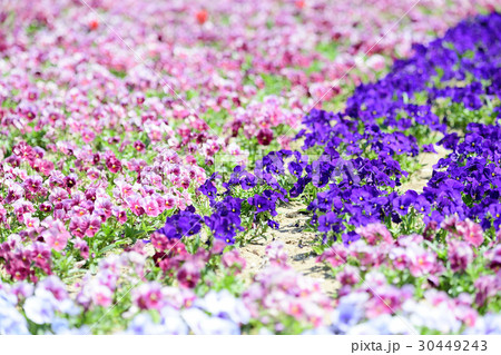パンジーの花壇 パンジーの花壇 30449243