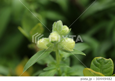キンギョソウのつぼみ 30449482