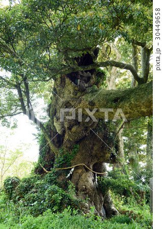 府馬の大クス 千葉県 府馬の大クス 千葉県 30449658