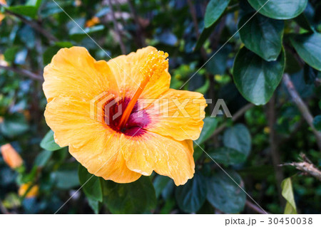 Yellow hibiscus in close up view for background 30450038