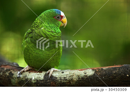 Green parrot White-fronted Amazon 30450309