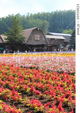 美瑛の綺麗な花畑の写真素材