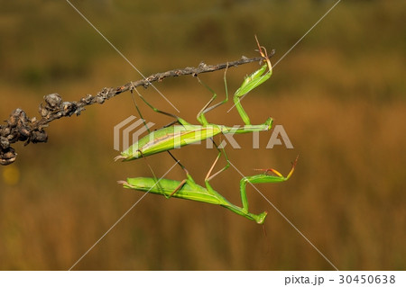 Two green insect praying mantis on flower 30450638