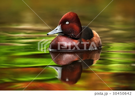Female of brown Ruddy Duck, Oxyura jamaicensis 30450642
