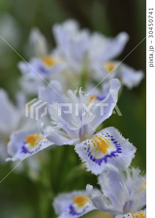 射干 射干 30450741