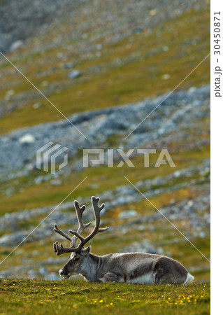 Svalbard Reindeer, Rangifer tarandus 30450871