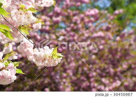 ショウゲツ桜 ショウゲツ桜 30450967