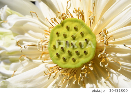 ハスの実 ハスの実 30451300