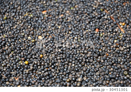 黒胡椒 30451301