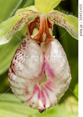 クマガイソウの花 Cypripedium japonicum クマガイソウの花 Cypripedium japonicum 30451435