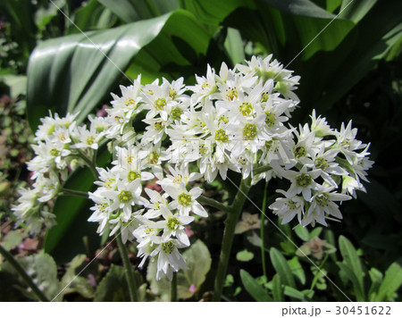 マルバタンチョウソウの花 マルバタンチョウソウの花 30451622