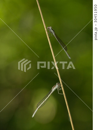 Two dragonflies on twig 30451950