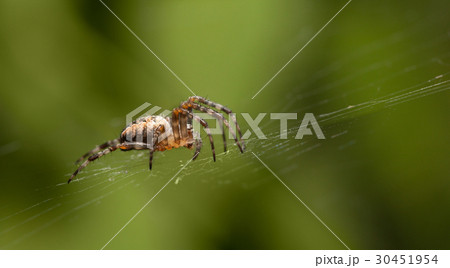 Spider on web 30451954