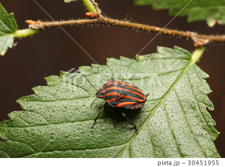 Red striped bag on leaf 30451955