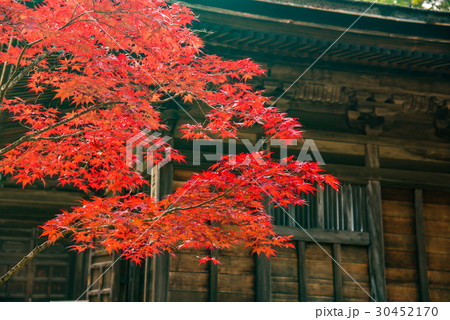 和歌山　紅葉の高野山　三昧堂の赤いもみじ 30452170
