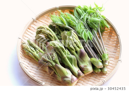 タラの芽とコシアブラの盛り合わせ タラの芽とコシアブラの盛り合わせ 30452435