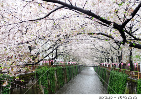 sakura flower season 30452535