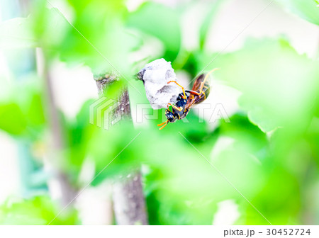 フタモンアシナガバチ、蜂、ハチ、巣作り、巣づくり 30452724
