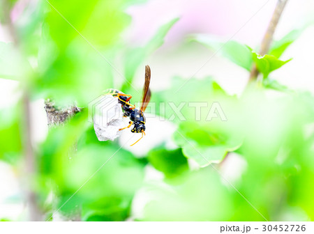 フタモンアシナガバチ、蜂、ハチ、巣作り、巣づくり フタモンアシナガバチ、蜂、ハチ、巣作り、巣づくり 30452726