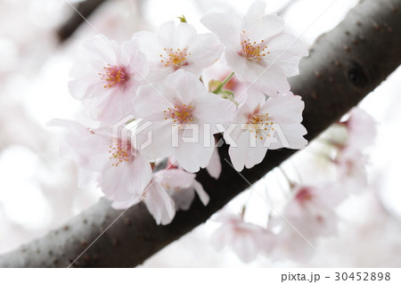 桜 30452898