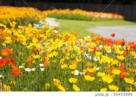 アイスランドポピー アイスランドポピー 30453090