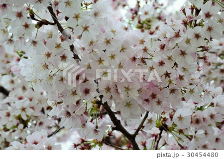 桜 30454480