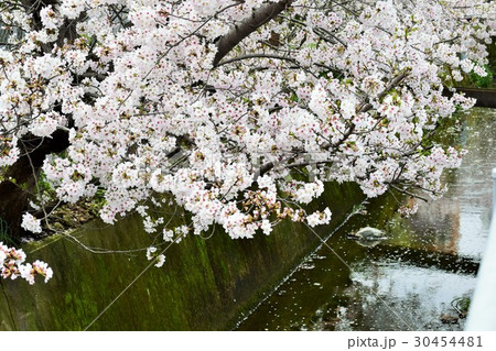 桜 30454481