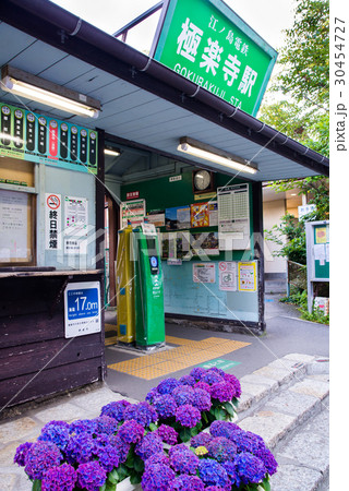 江ノ電極楽寺駅 アジサイ 江ノ電極楽寺駅 アジサイ 30454727