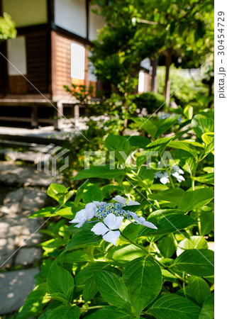 光則寺境内のアジサイ 30454729