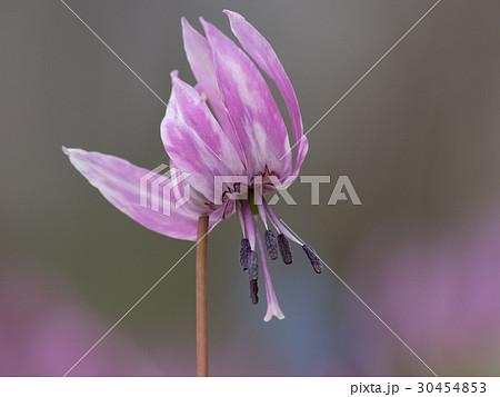 美しいカタクリの花 30454853