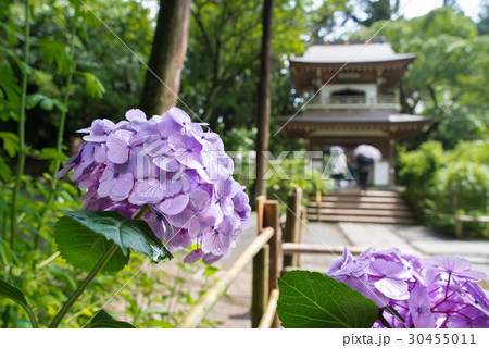 鎌倉浄智寺 鐘楼門前のアジサイ 鎌倉浄智寺 鐘楼門前のアジサイ 30455011