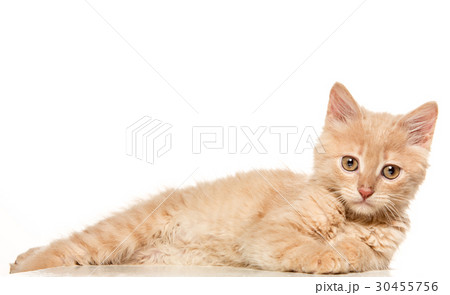 The cat on white background The cat on white background 30455756
