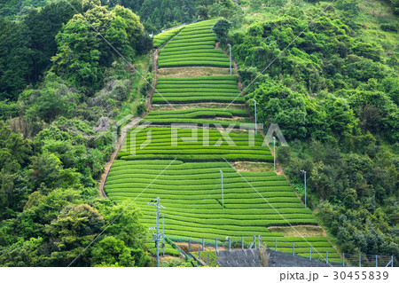 日本茶の茶畑　新芽　新茶 30455839