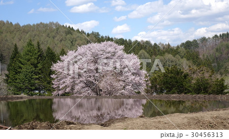 針山の天王桜 30456313