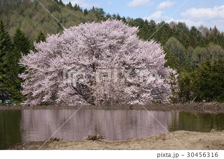 針山の天王桜 30456316