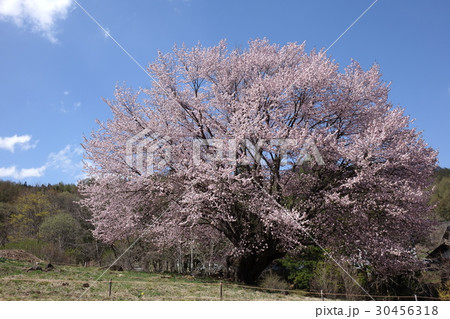 針山の天王桜 30456318