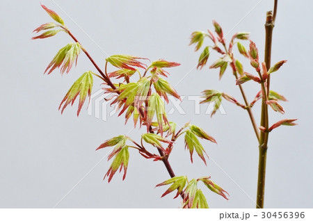 モミジの新芽 の写真素材