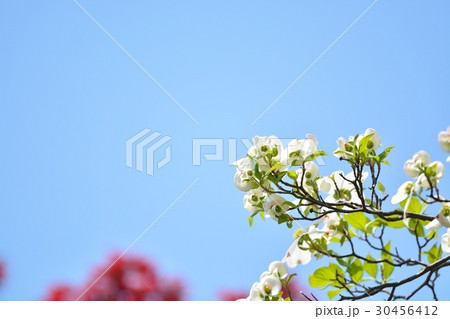 満開のハナミズキ(N) 30456412