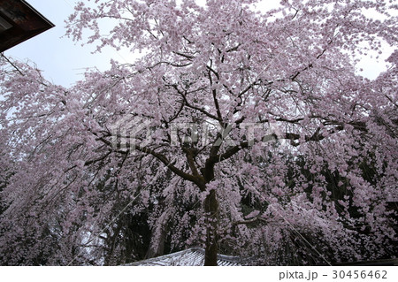 枝垂れ桜 30456462