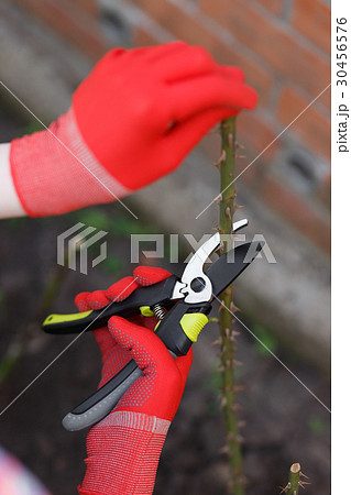 Girl cuts or trims the bush with secateur in the 30456576