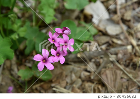 足元に咲くムラサキカタバミ 足元に咲くムラサキカタバミ 30456632
