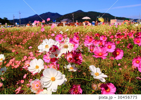 夢コスモス園（京都府亀岡市) 30456775