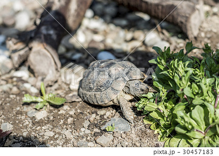 Turtle Testudo Marginata european landturtle Turtle Testudo Marginata european landturtle 30457183