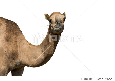 funny looking smiling camel isolated on a white 30457422