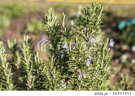 Rosemary blossom in herb garden closeup detail 30457453