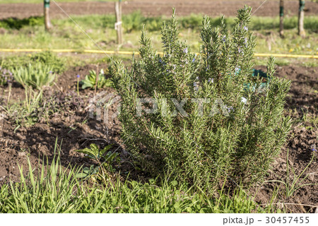 Rosemary blossom in herb garden closeup detail 30457455