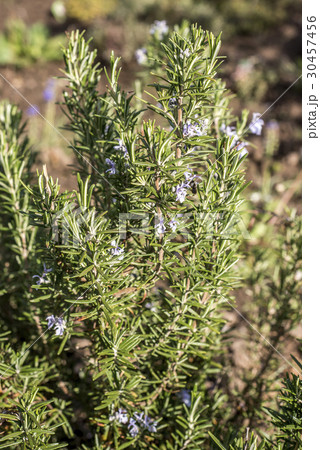 Rosemary blossom in herb garden closeup detail 30457456